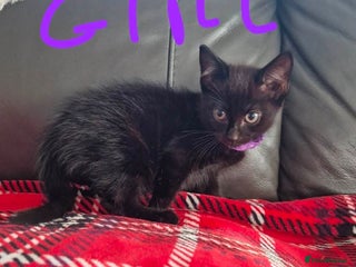 Mixed Breed cats One beautiful girl kitten ready for new home - Advert 4