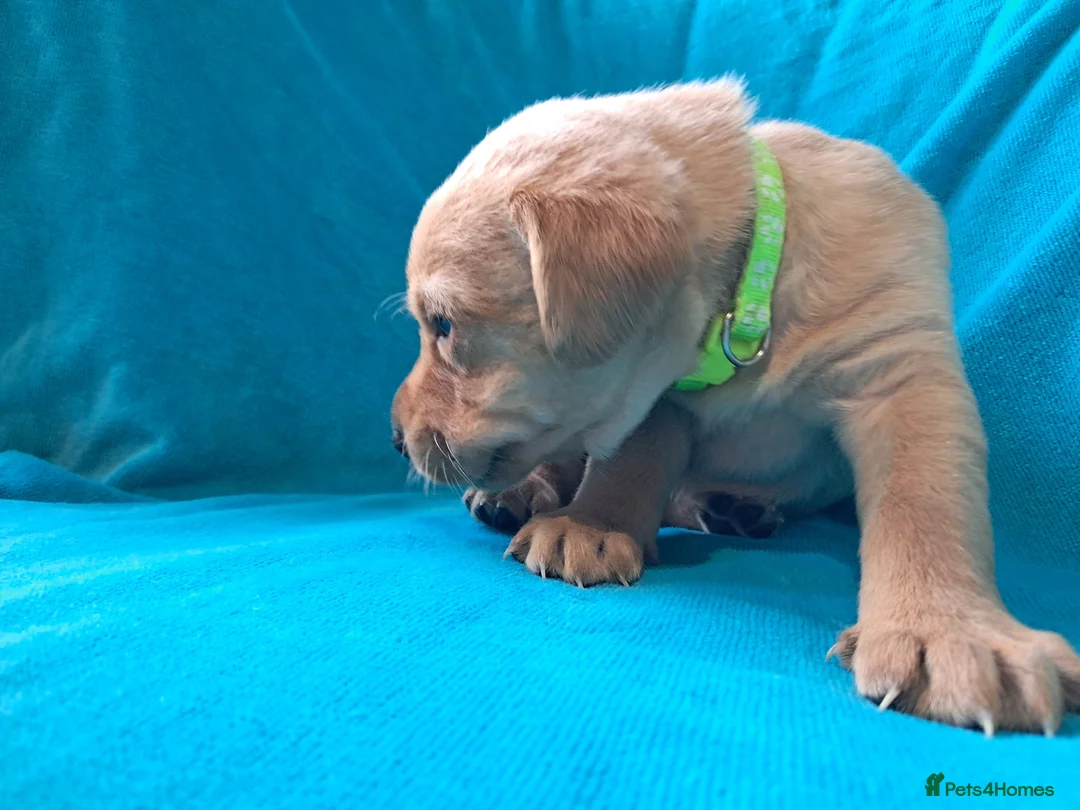 Labrador Retriever dogs for sale: Labrador Puppies - Advert 26