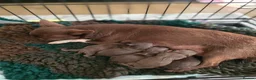 Chihuahua dogs for sale: Xx stunning Quality Kc chocolate litter Xx - Advert 21