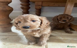 Cockapoo dogs for sale: F1 Apricot / Red Cockapoo’s  in Wetherby - Image 8