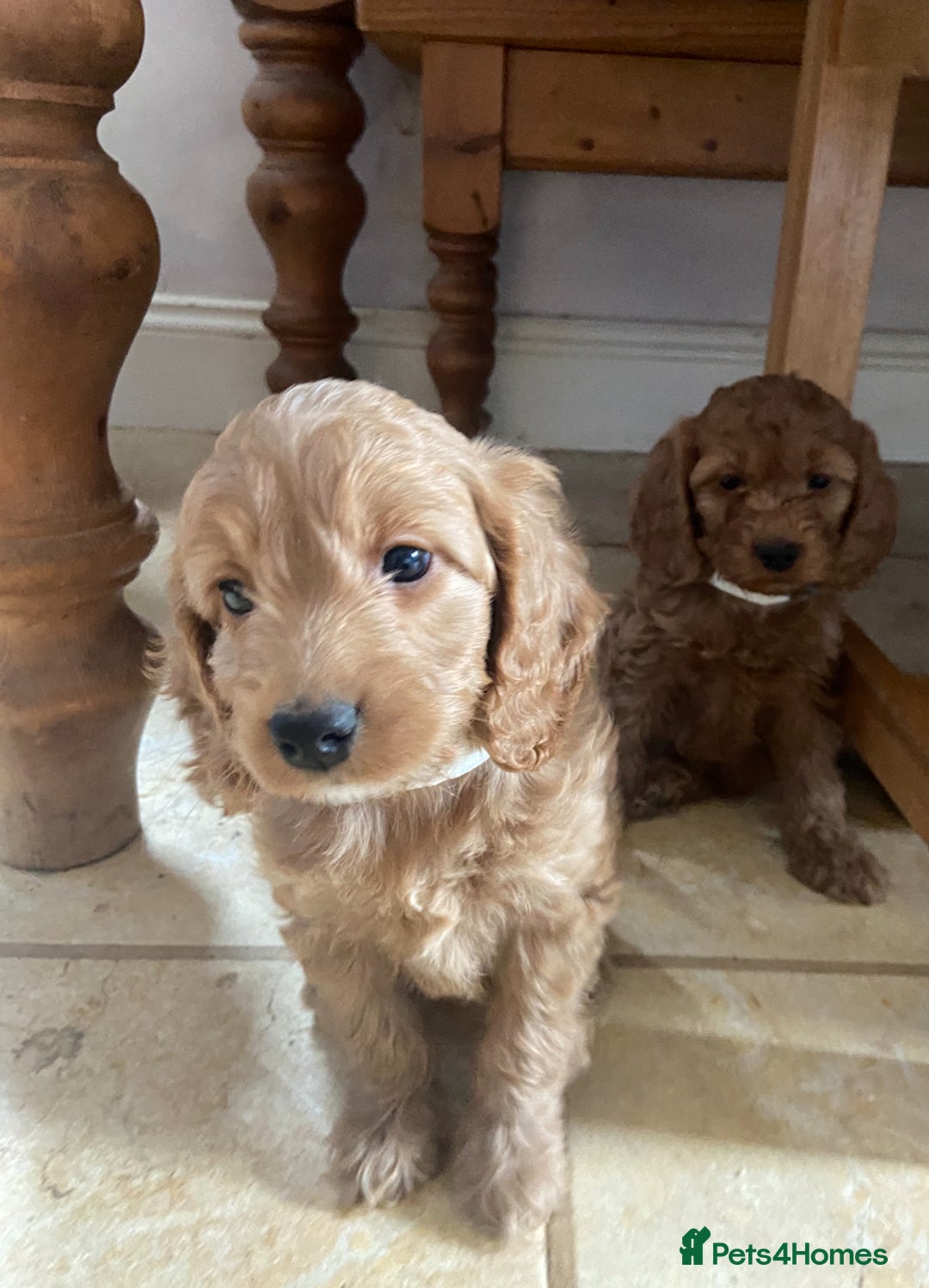 Cockapoo dogs for sale: F1 Apricot / Red Cockapoo’s  in Wetherby - Image 8
