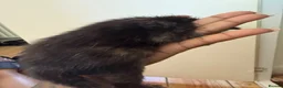 Mixed Breed cats for sale: Beautiful Mixed Kittens  - Advert 18