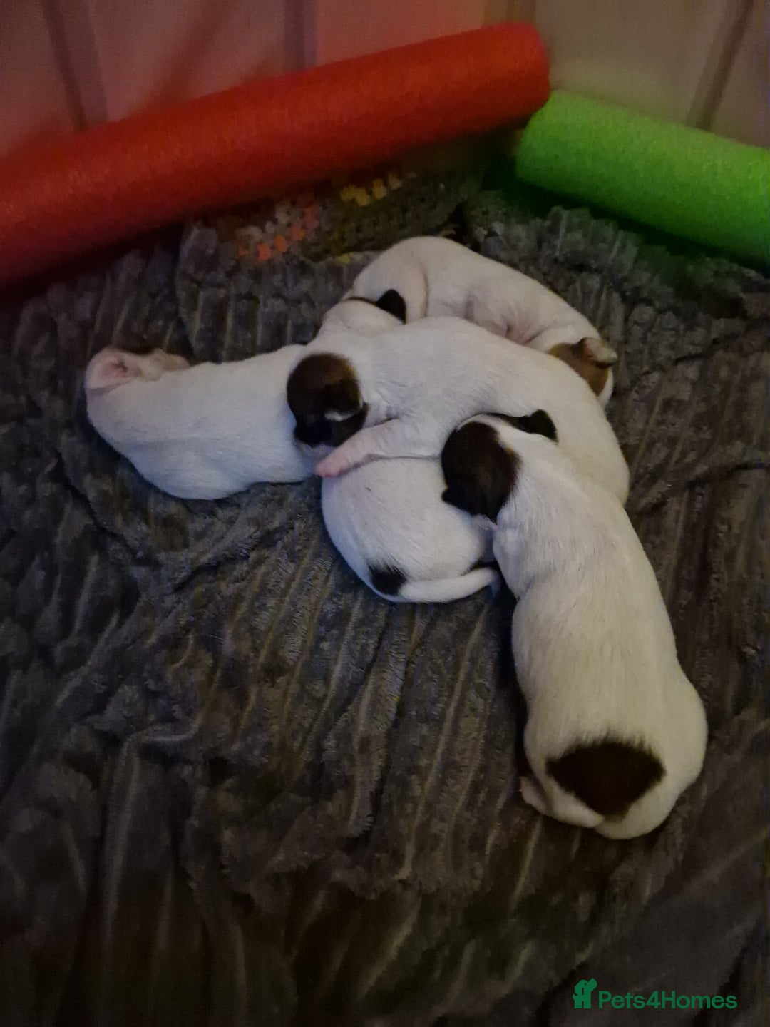 Mixed Breed dogs for sale: Jackchis - Advert 6