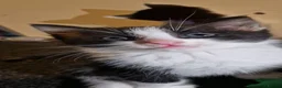 Domestic Shorthair cats for sale: Kittens  - Advert 23