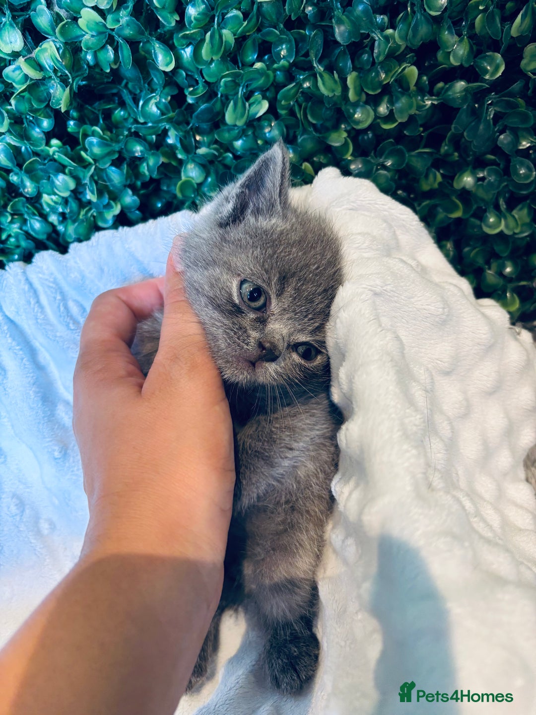 British Shorthair cats for sale: British shorthair kittens  - Image 25