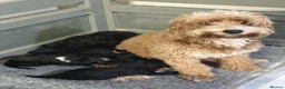 Cockapoo dogs for sale: Beautiful cockapoo puppies black black/white - Advert 1