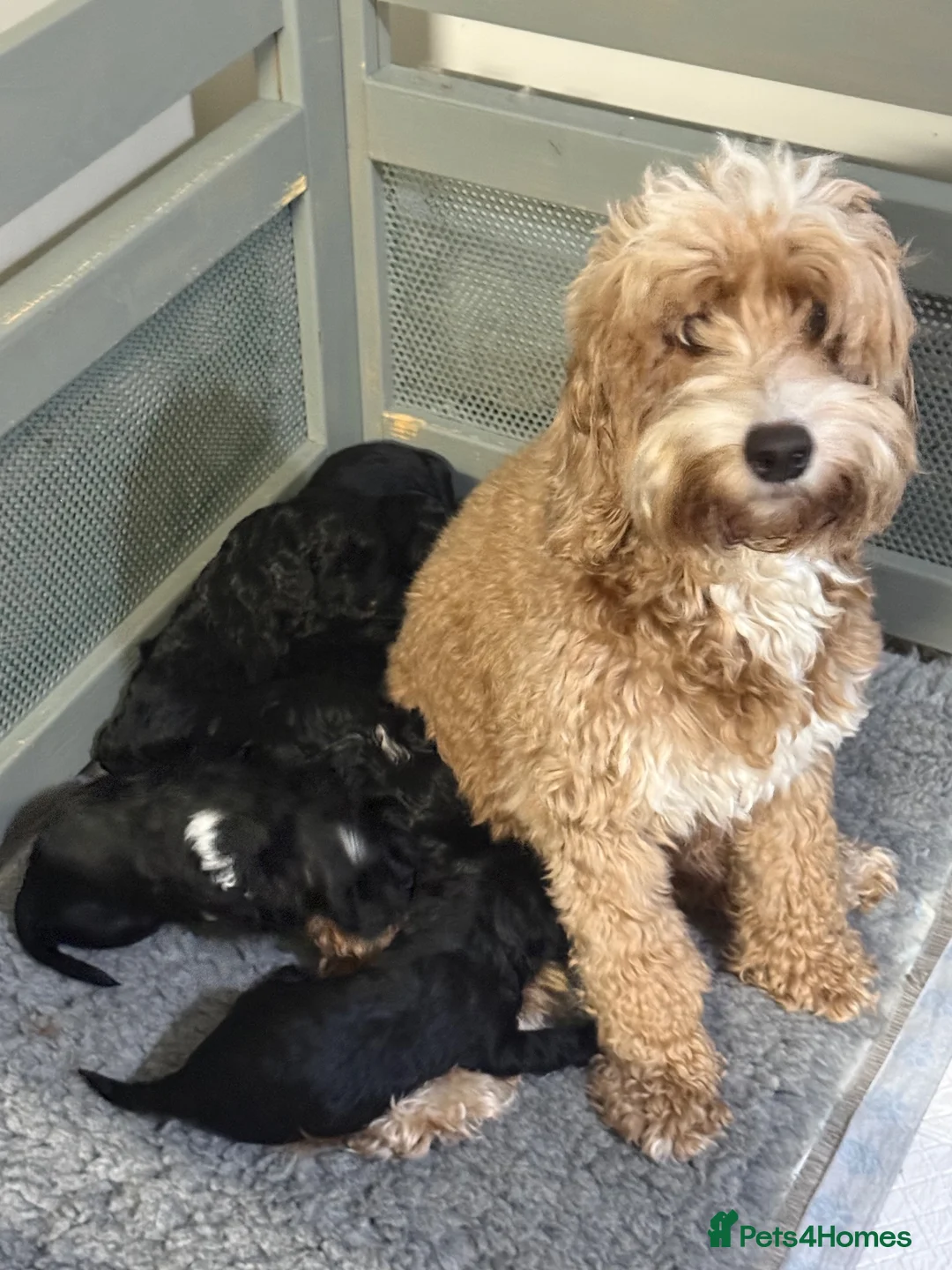 Cockapoo dogs for sale: Beautiful cockapoo puppies black black/white - Advert 1