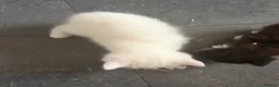 Mixed Breed cats for sale: Ragdoll X 2 longhair Blk and white ready now  - Advert 18