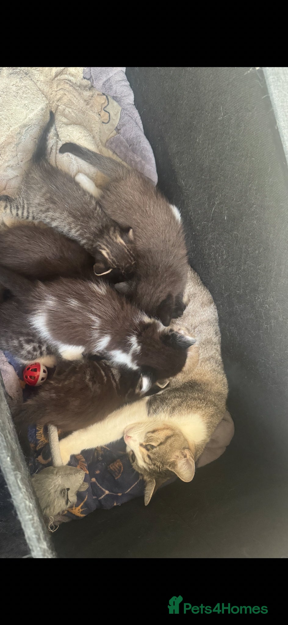 Mixed Breed cats 4 beautiful kittens for sale  - Advert 2