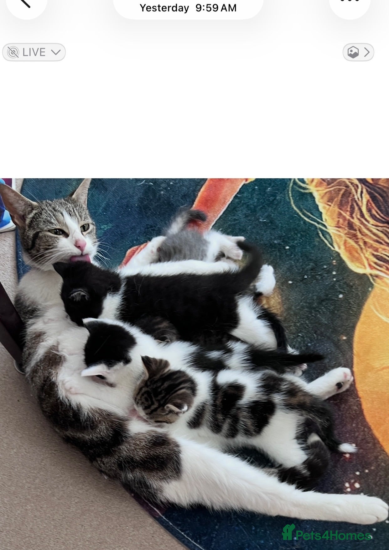 Mixed Breed cats LAYLA’S GORGEOUS LITTER OF FIVE 🐱 🐈 🐈‍⬛ 🐱 🐈  - Advert 1