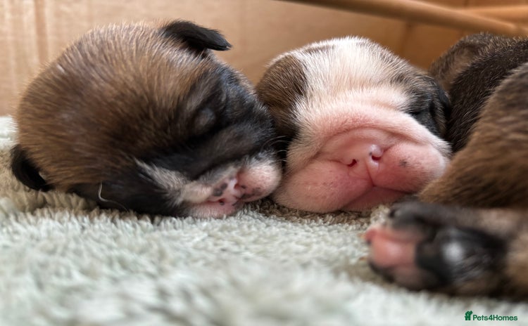 English Bulldog dogs - Advert 2