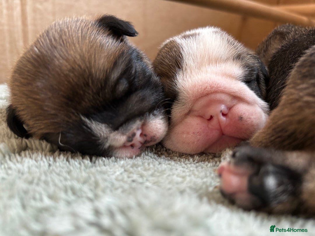 English Bulldog dogs for sale: English bulldog puppies - Image 1