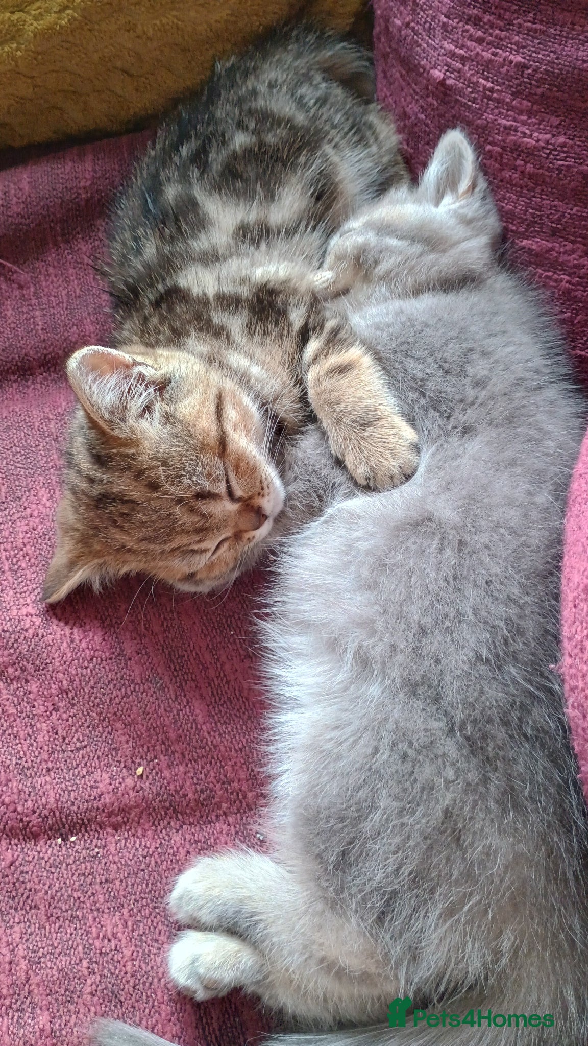 British Shorthair cats British shorthair kittens,  ready now - Advert 16