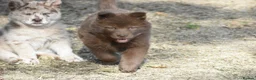 Chow Chow dogs for sale: Genuine chowski puppies  - Advert 10