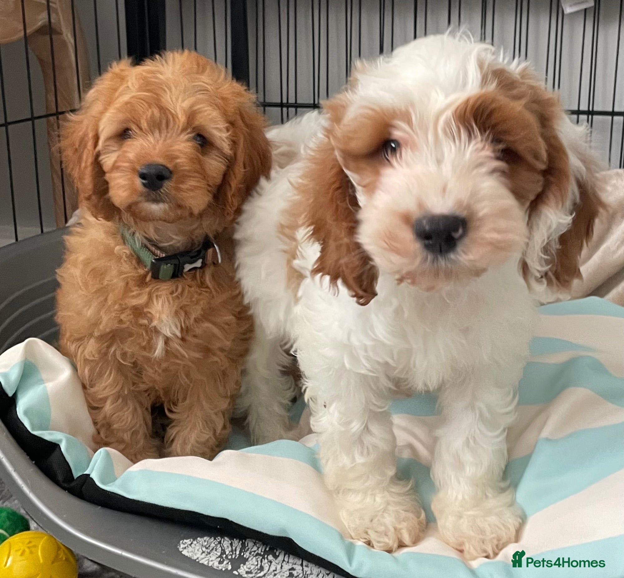 Cavapoo dogs 🐩🐶🐾FULLY HEALTH CLEAR F1 CAVAPOO🐾🐶🐩  - Advert 8