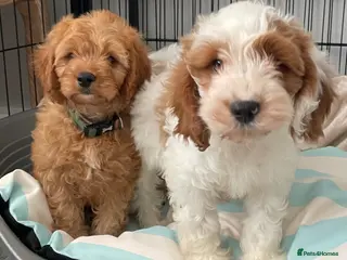 Cavapoo dogs 🐩🐶🐾FULLY HEALTH CLEAR F1 CAVAPOO🐾🐶🐩 - Advert 8