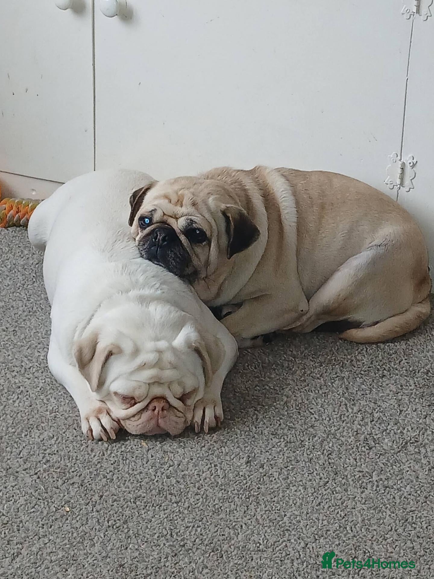 Pug dogs Mother and Daughter  - Advert 1