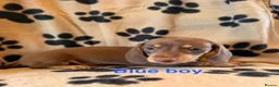 Miniature Dachshund dogs for sale: Beautiful Miniature Dachsund Puppies - Advert 5