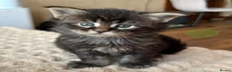 Maine Coon cats for sale: Fluffy Maine Coon Kittens - Advert 27