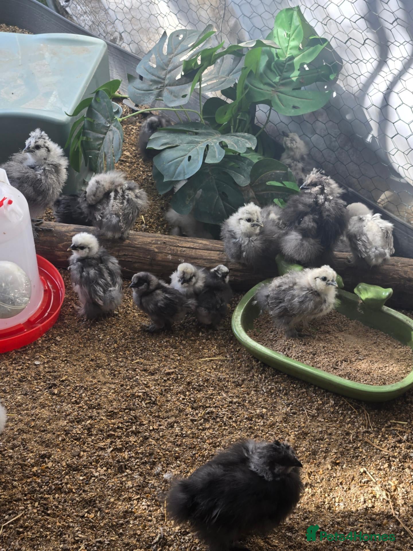 Chickens poultry UNSEXED USA SILKIE CHICKS  - Advert 1