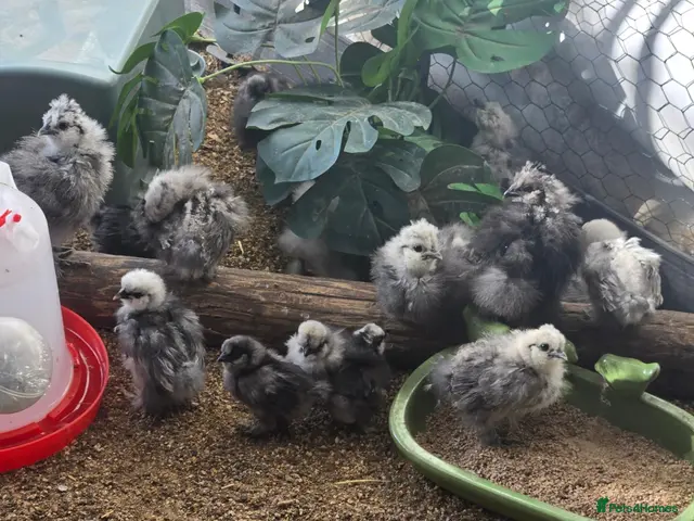 Chickens poultry for sale: UNSEXED USA SILKIE CHICKS - Advert 1