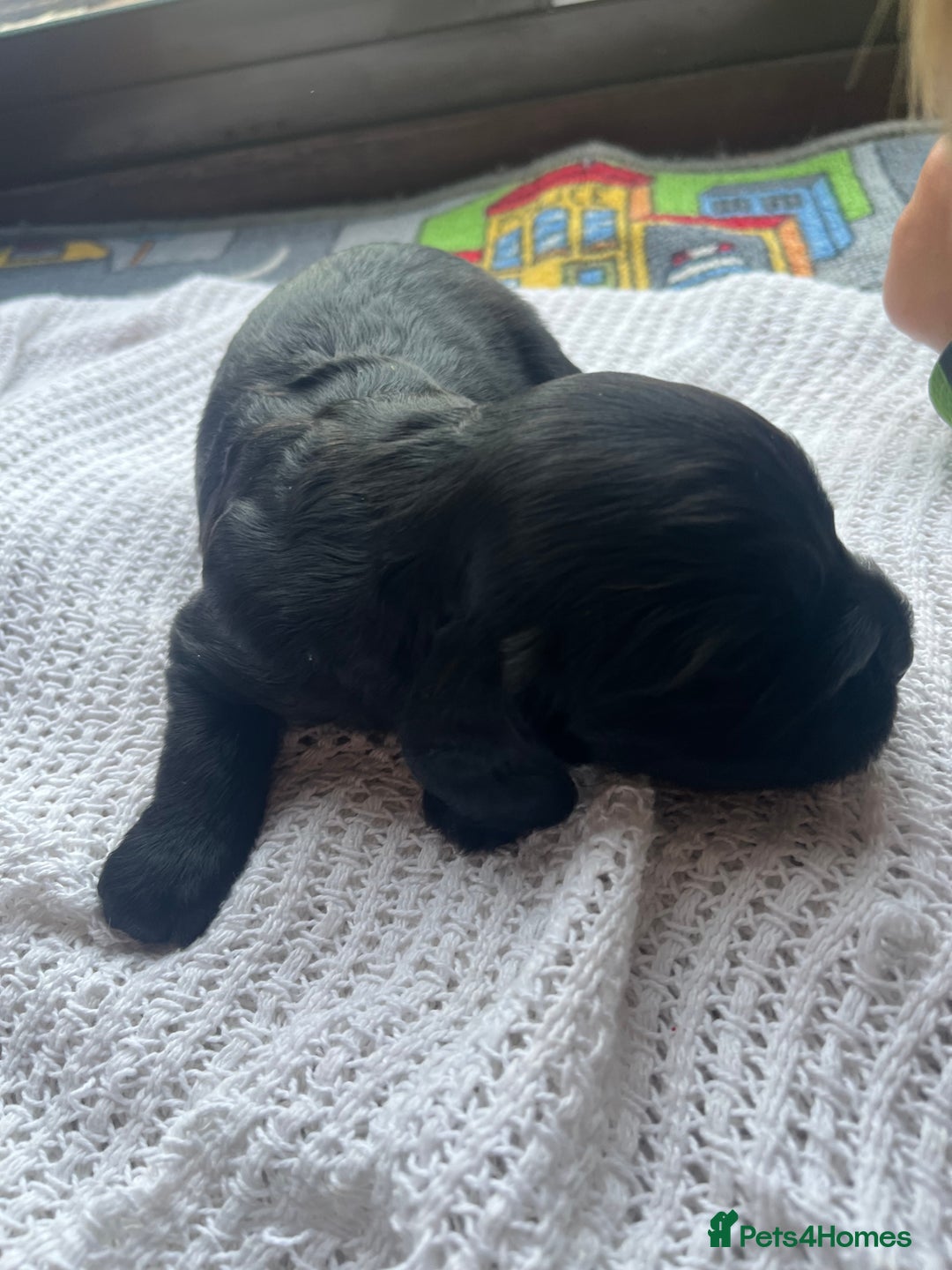 Cockapoo dogs for sale: Cockapoo X Coker spaniel  - Image 7