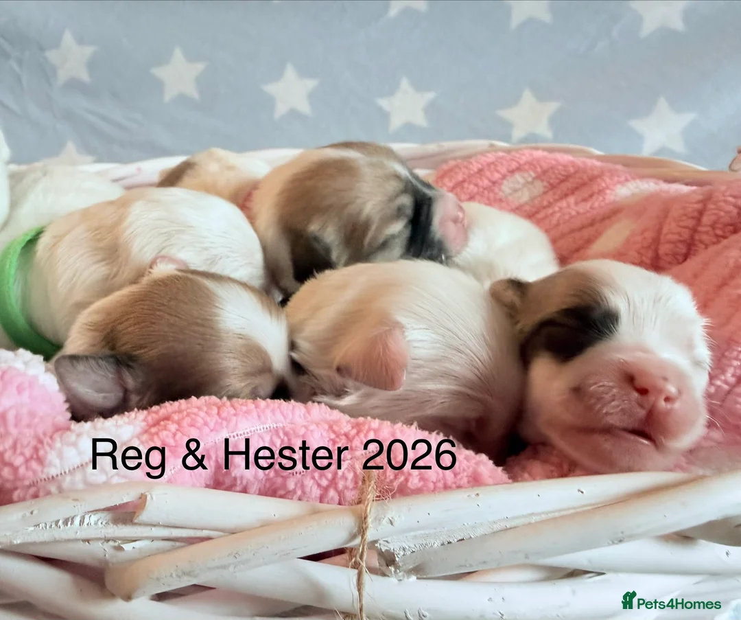 Coton De Tulear dogs for sale: KC reg Coton de Tulear parents DNA health tested  - Advert 10