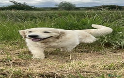 Golden Retriever dogs for stud: Handsome k.c Registered Golden retriever For Stud  in Knottingley - Image 5