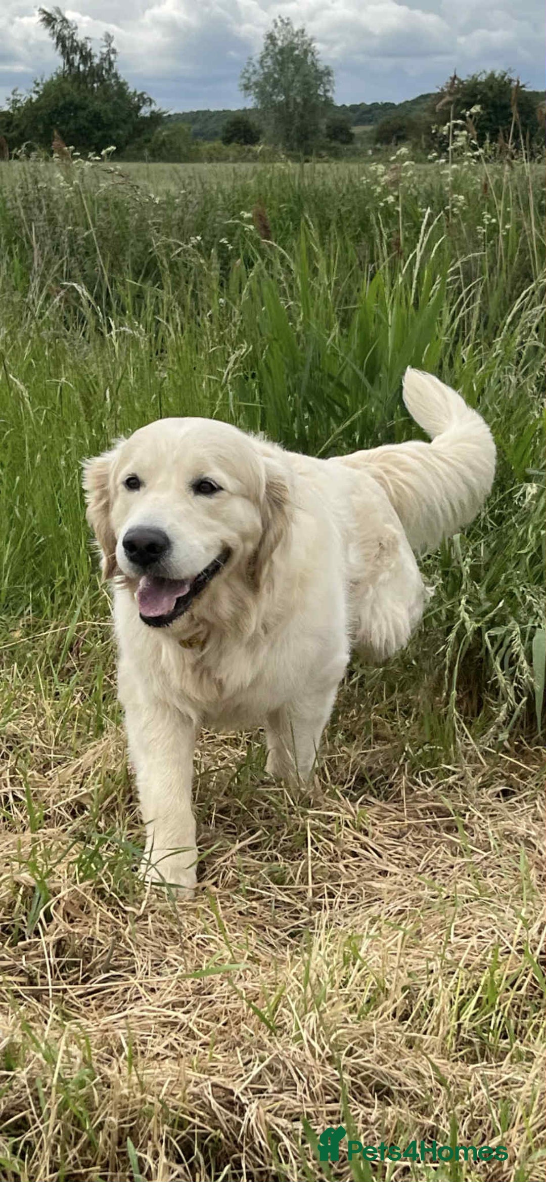 Golden Retriever dogs for stud: Handsome k.c Registered Golden retriever For Stud  in Knottingley - Image 5