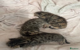 Bengal cats for sale: Bengal cross Maine coon - Image 3