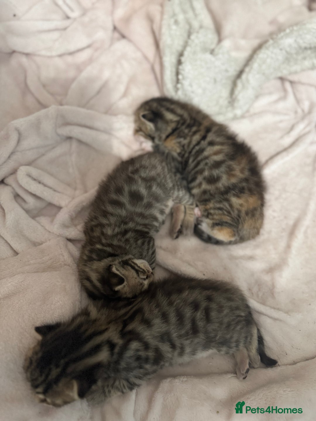 Bengal cats for sale: Bengal cross Maine coon - Image 3
