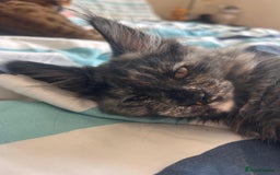 Maine Coon cats for sale: Beautiful Pedigree Maine Coon Kitten - 1 Left - Image 16