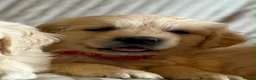 Golden Retriever dogs for sale: Wonderful litter health tested parents  - Advert 21