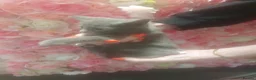 Russian Blue cats for sale: Gorgeous GCCF registered kittens. - Advert 17