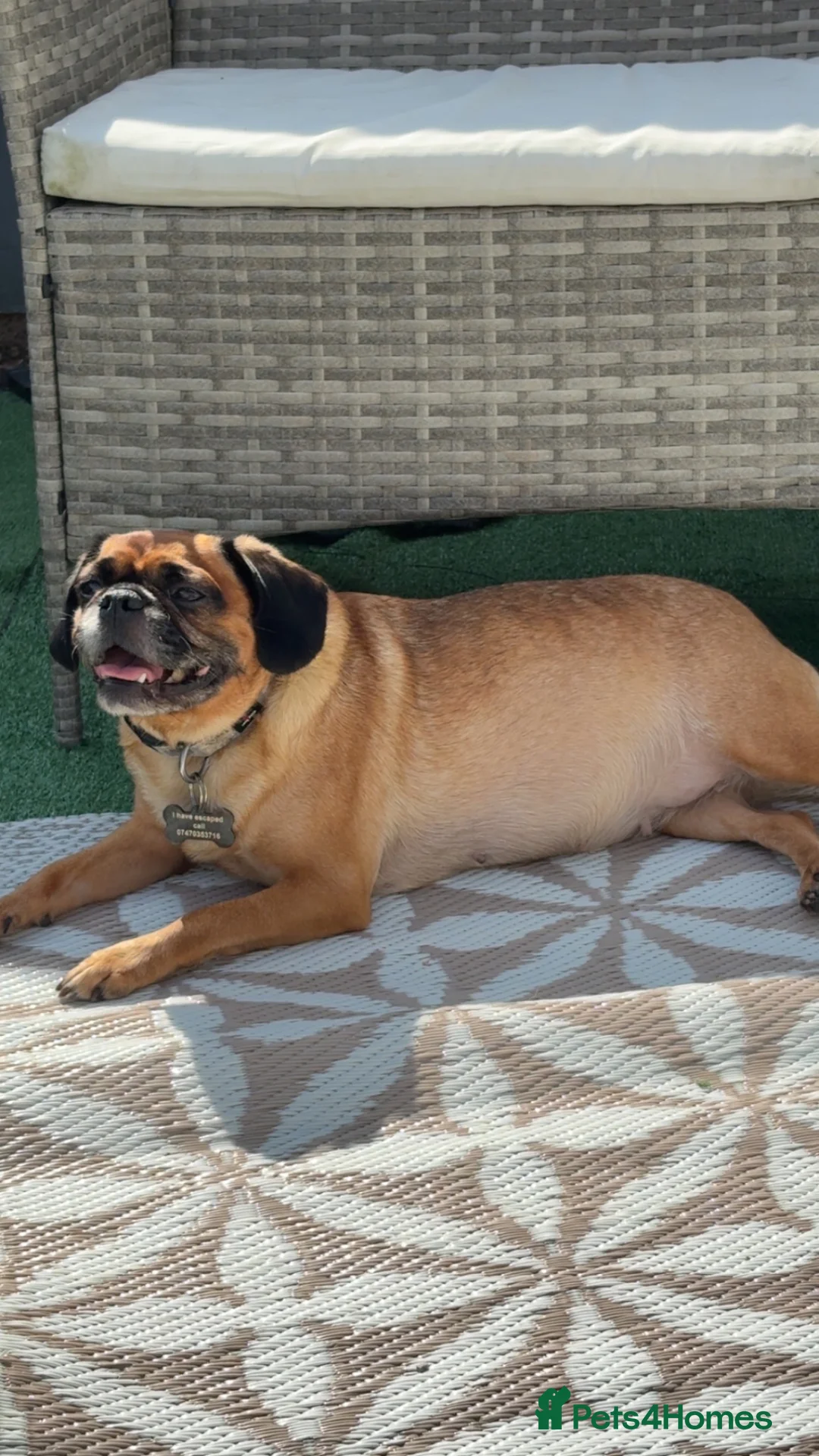 Mixed Breed dogs for sale: Chugs in Blackpool - Advert 1