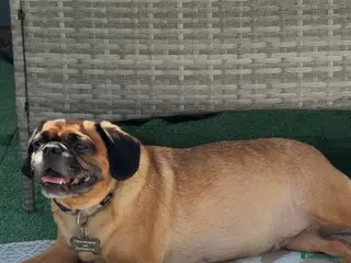 Mixed Breed dogs Chugs - Advert 2