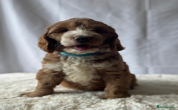 Labradoodle dogs - Advert 1