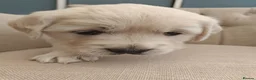 Golden Retriever dogs for sale: Gorgeous English Cream Golden Retriever Puppy's 🐾 - Advert 6