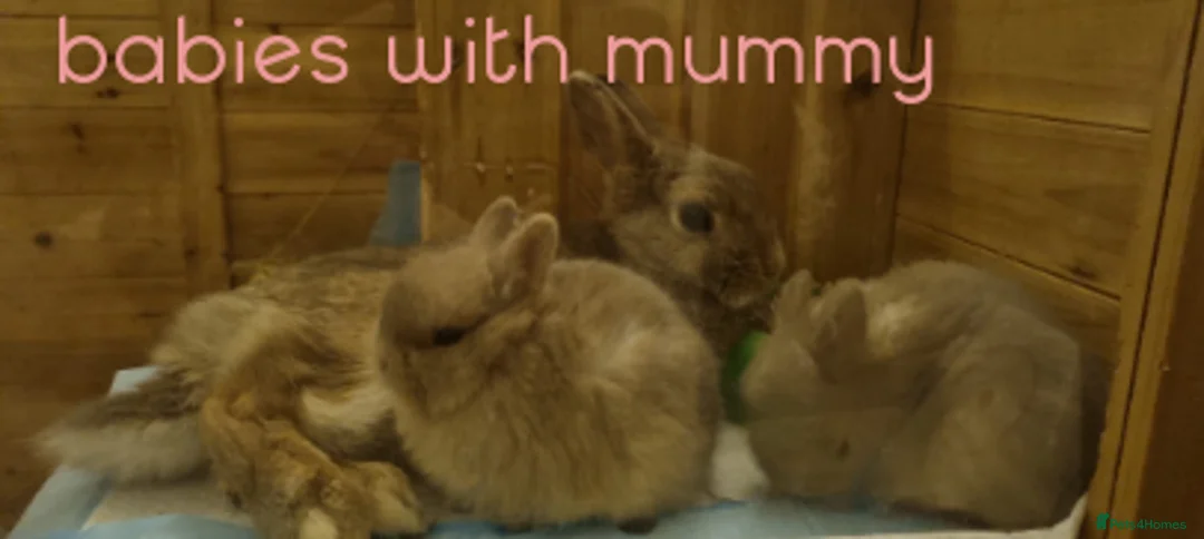 Netherland Dwarf rabbits for sale: Baby Pure Bred Netherland Dwarf - Agouti Female - Advert 10