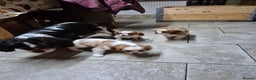 Cavalier King Charles Spaniel dogs for sale: Blenheim Cavalier King Charles spaniel puppies  - Advert 8