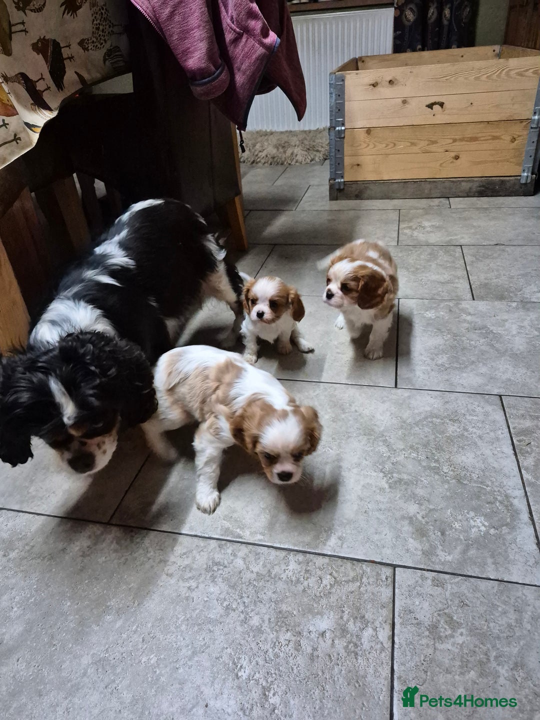 Cavalier King Charles Spaniel dogs for sale: Blenheim Cavalier King Charles spaniel puppies  - Image 6