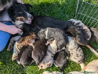 Border Collie dogs 6x Border Collie Puppies - Advert 4