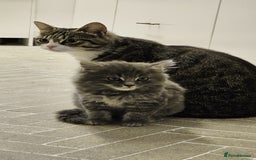 Mixed Breed cats for sale: Fluffy kittens for sale - Image 10