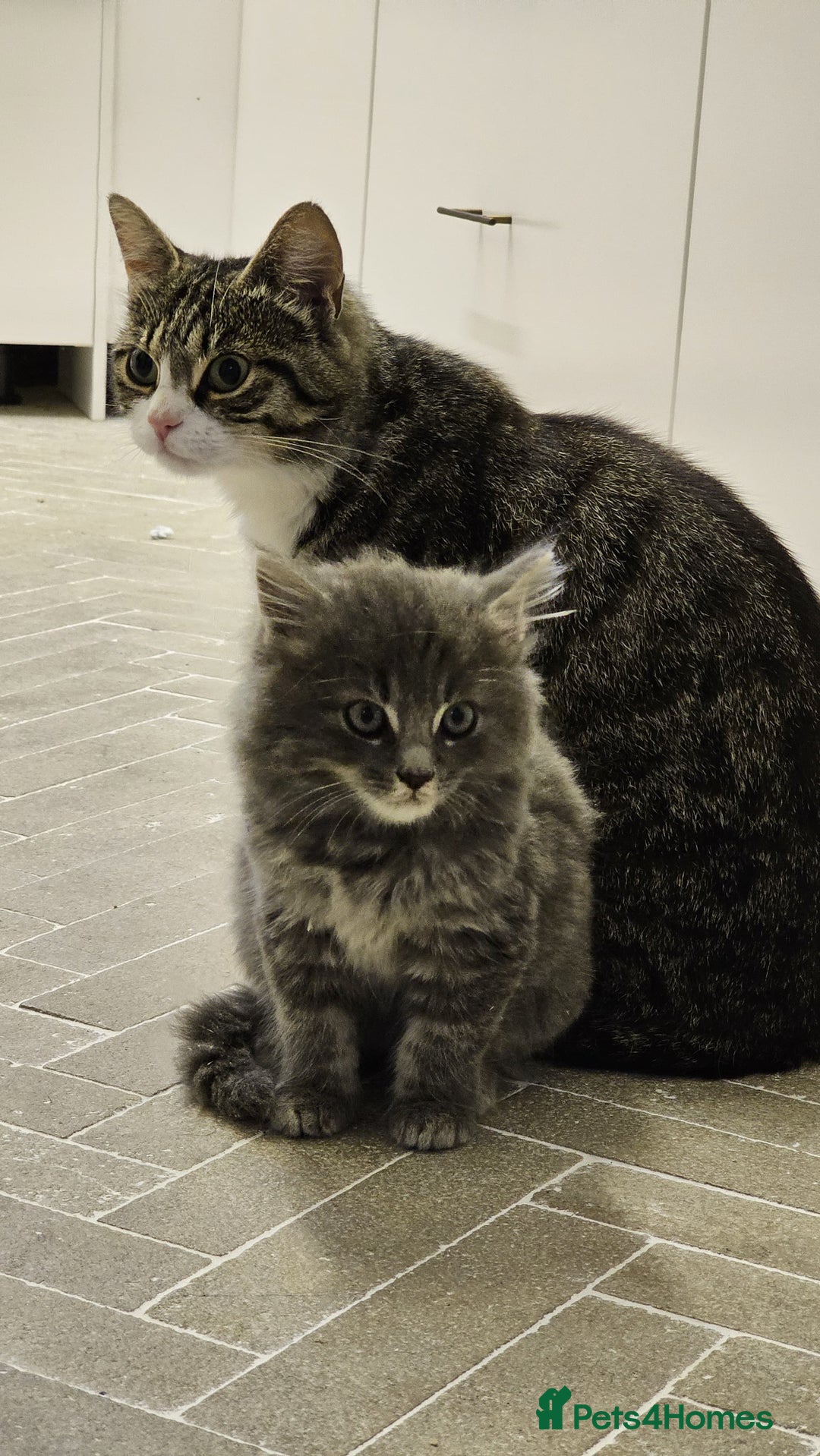 Mixed Breed cats for sale: Fluffy kittens for sale - Image 10