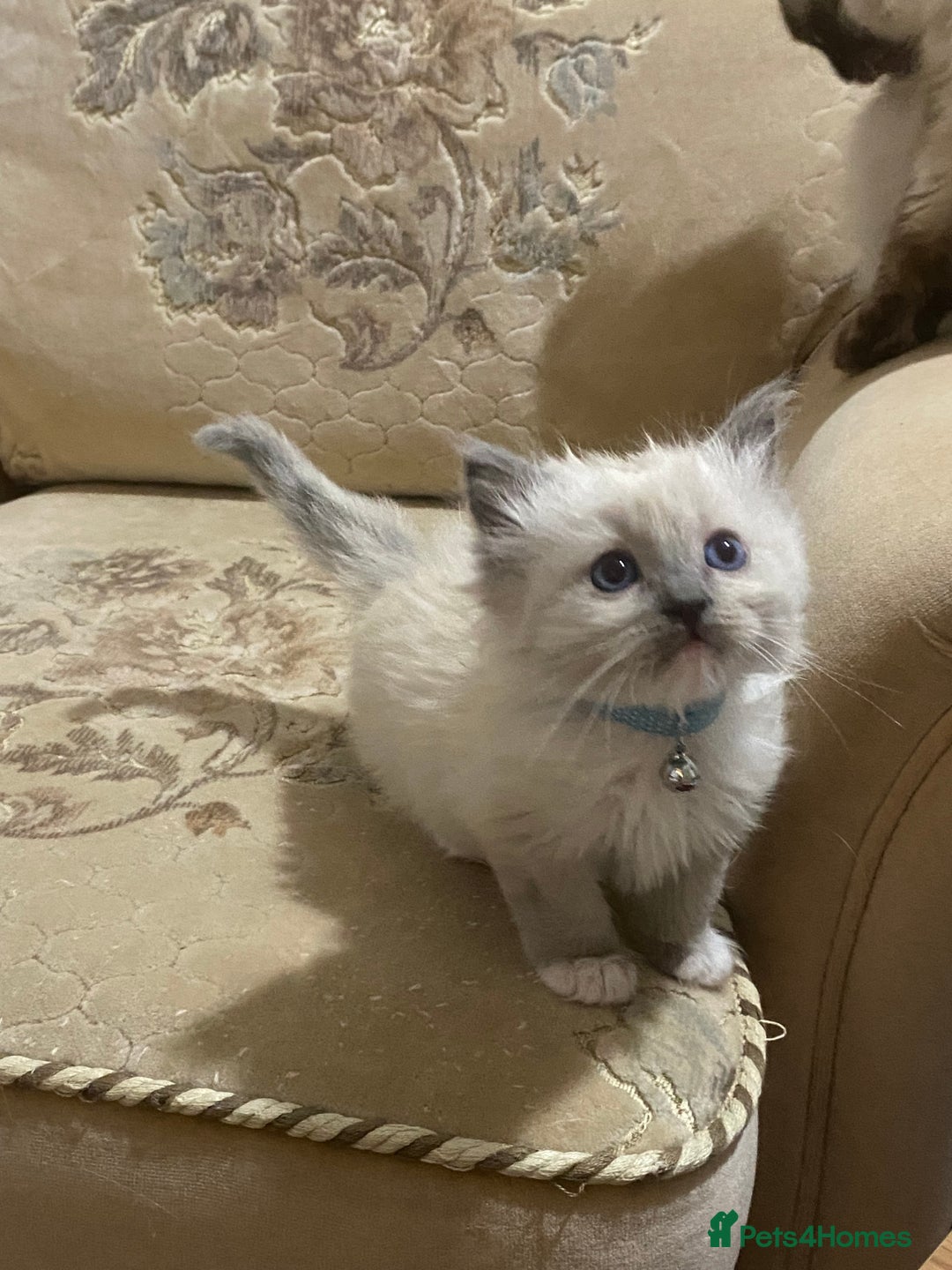 Ragdoll cats for sale: Ragdoll kittens  - Image 3