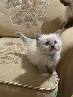 Ragdoll cats - Advert 6