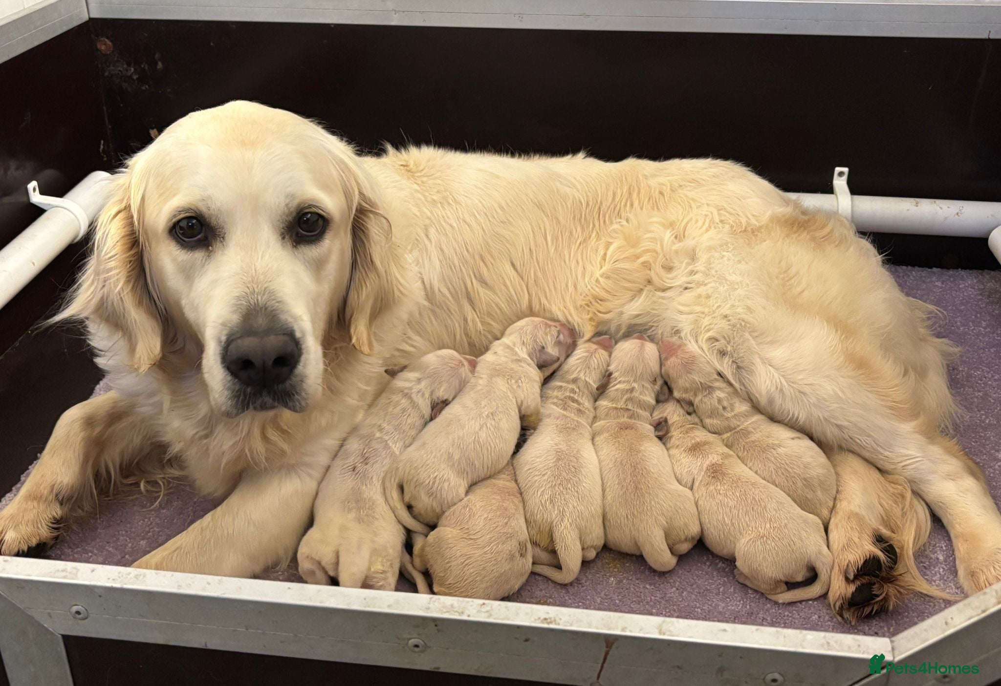Golden Retriever dogs Lovely male Available  - Advert 2