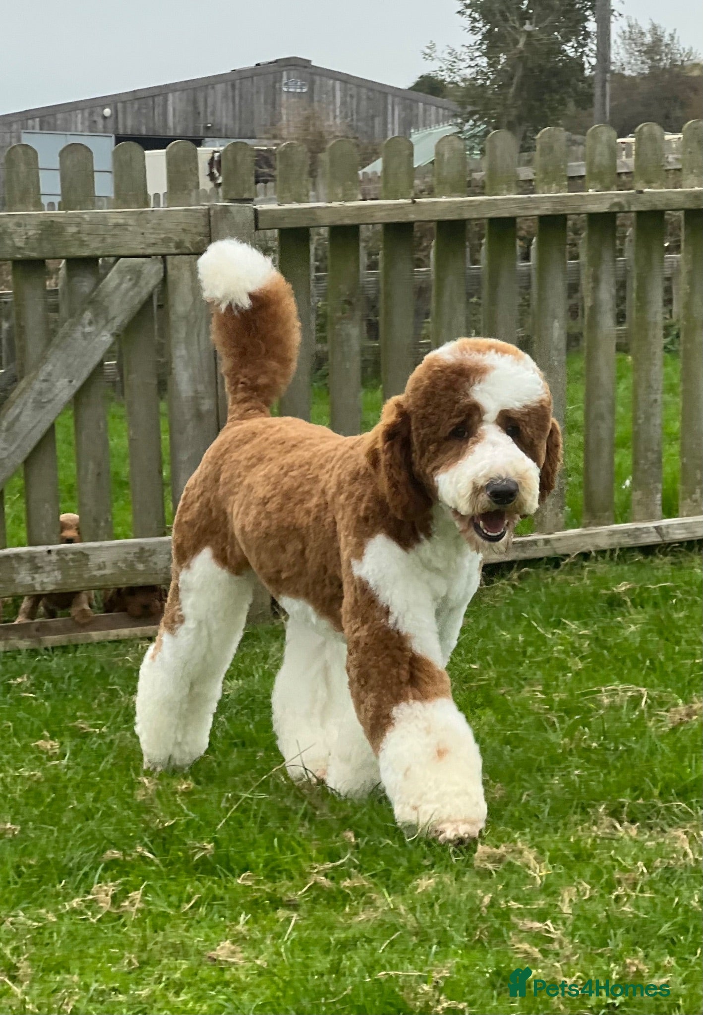 Poodle dogs Rare Red Tuxedo Poodle Stud - Advert 1