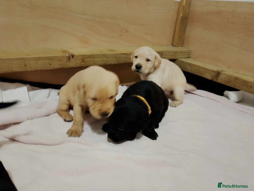 Labrador Retriever dogs for sale: Labrador Puppies for sale  - Advert 7