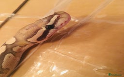 Python Snake reptiles for sale: Royal Python - Image 3